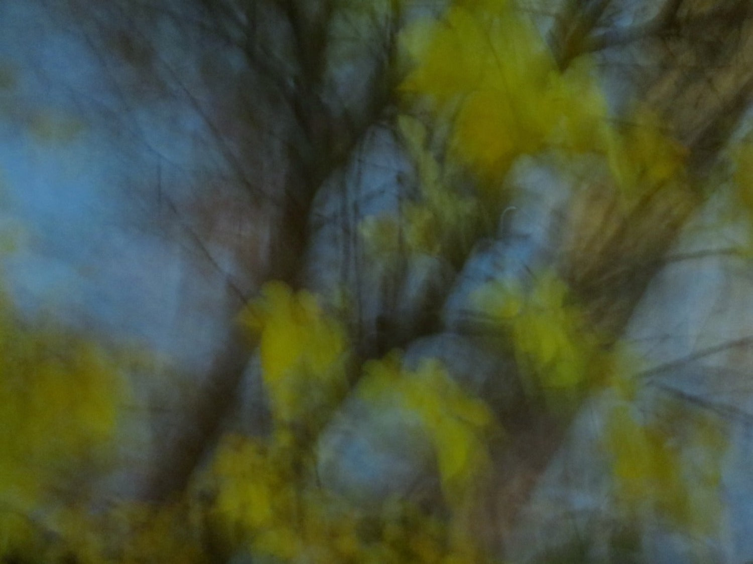 bright green leaves moving at dusk fine art photography