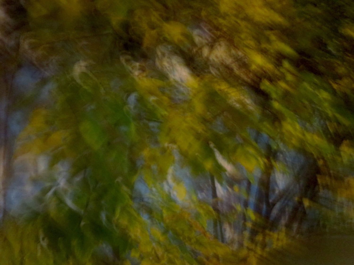 green blurry tree on Howard Park ave photo print