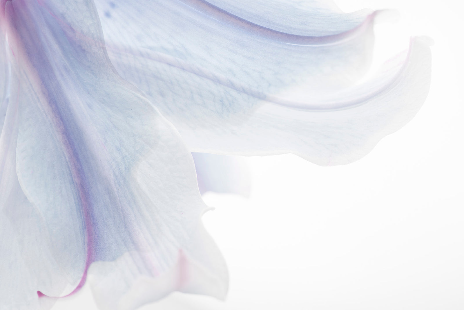 pale lavender lily, soft petals