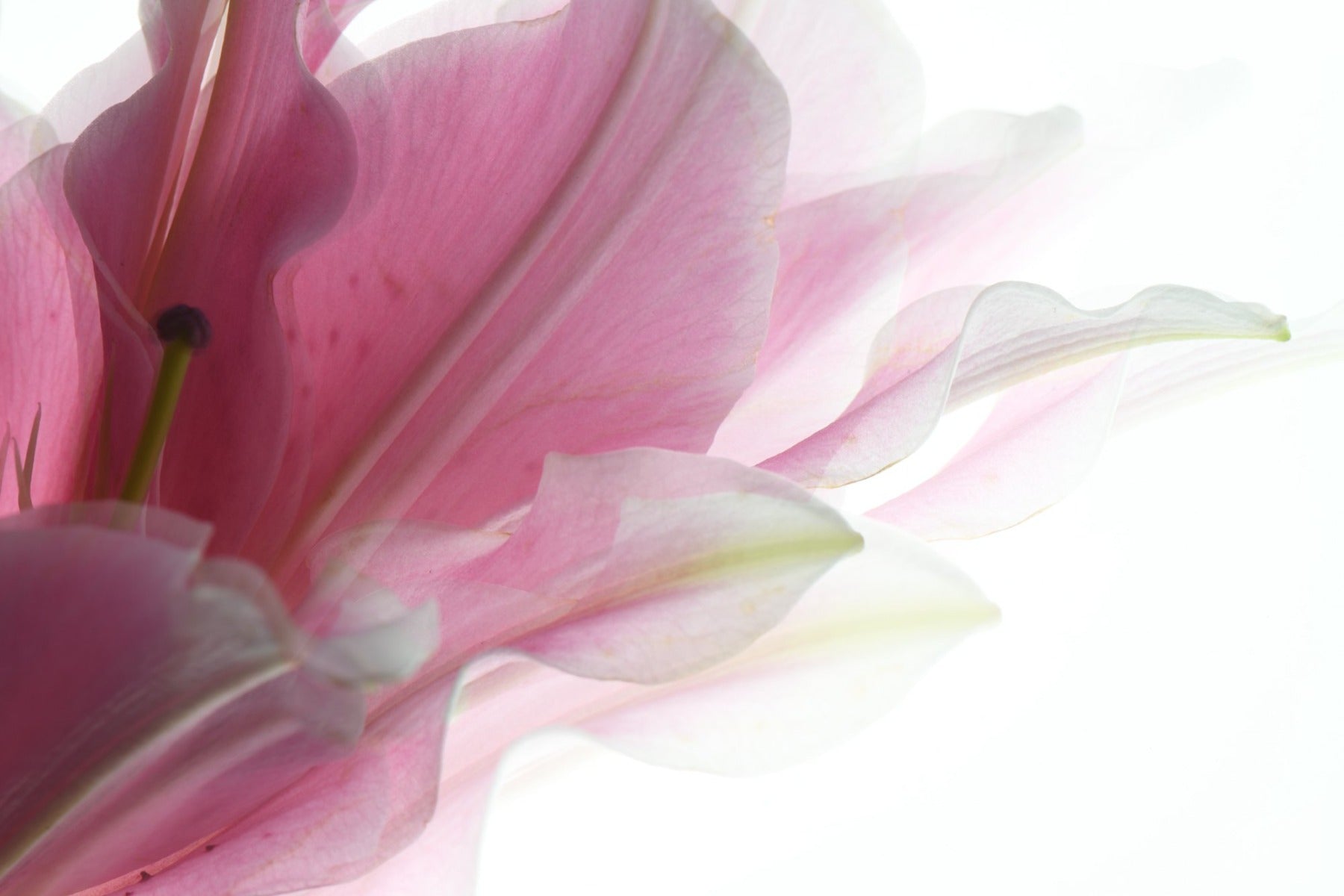 pink lily, soft flowing petals