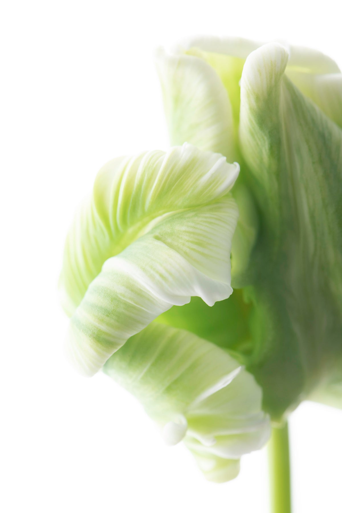 Parrot tulip in green