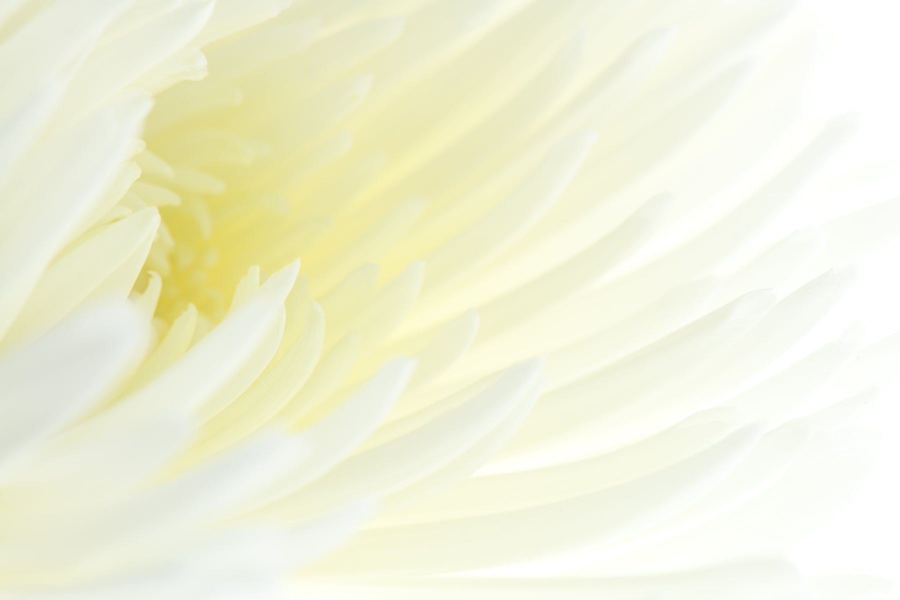 macro photo white chrysanthemum
